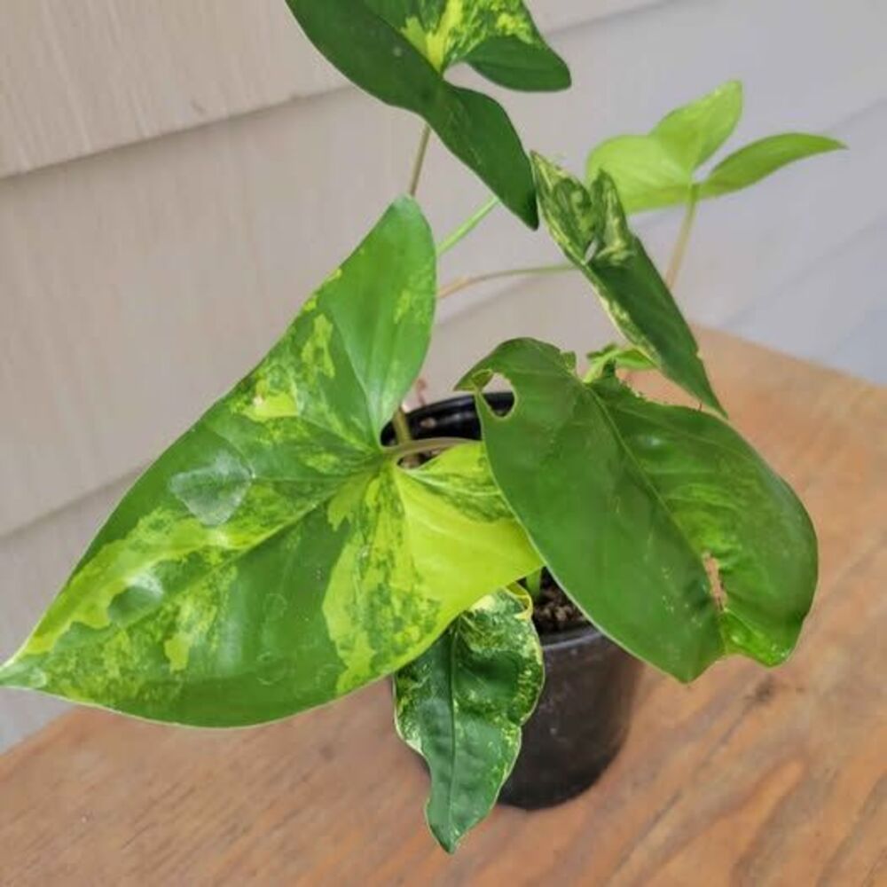 Healthy well rooted Syngonium podophyllum 'Aurea Variegata'. Rare arrowhead plan
